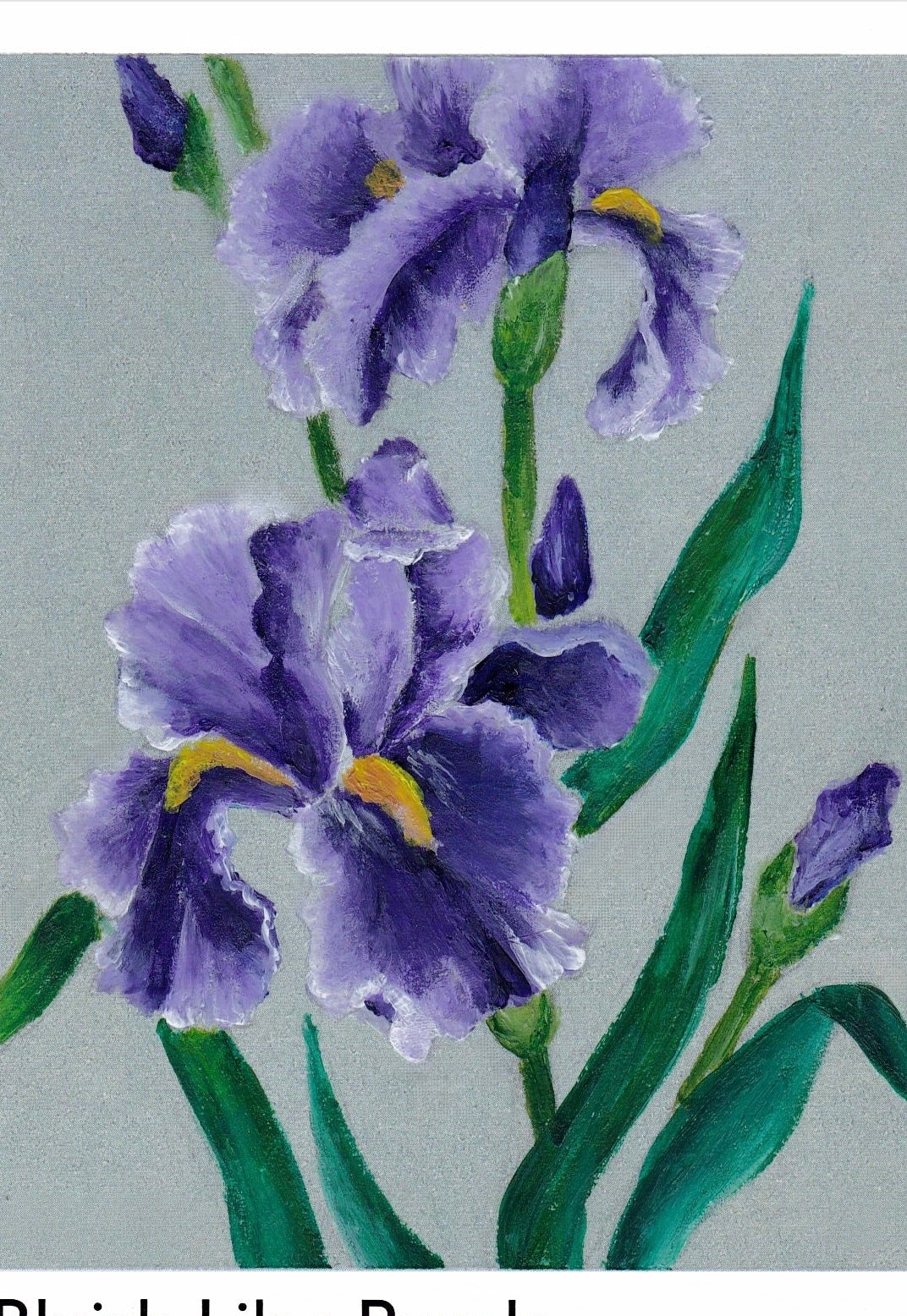 Iris