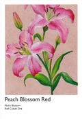 Stargazer Lilly