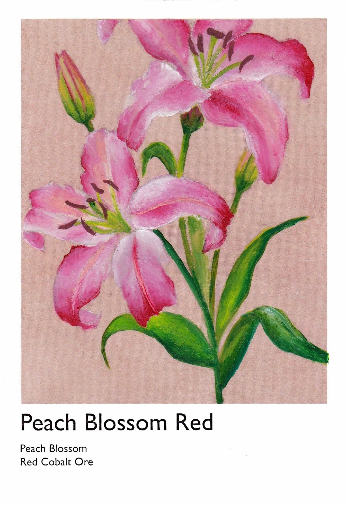 Stargazer Lilly